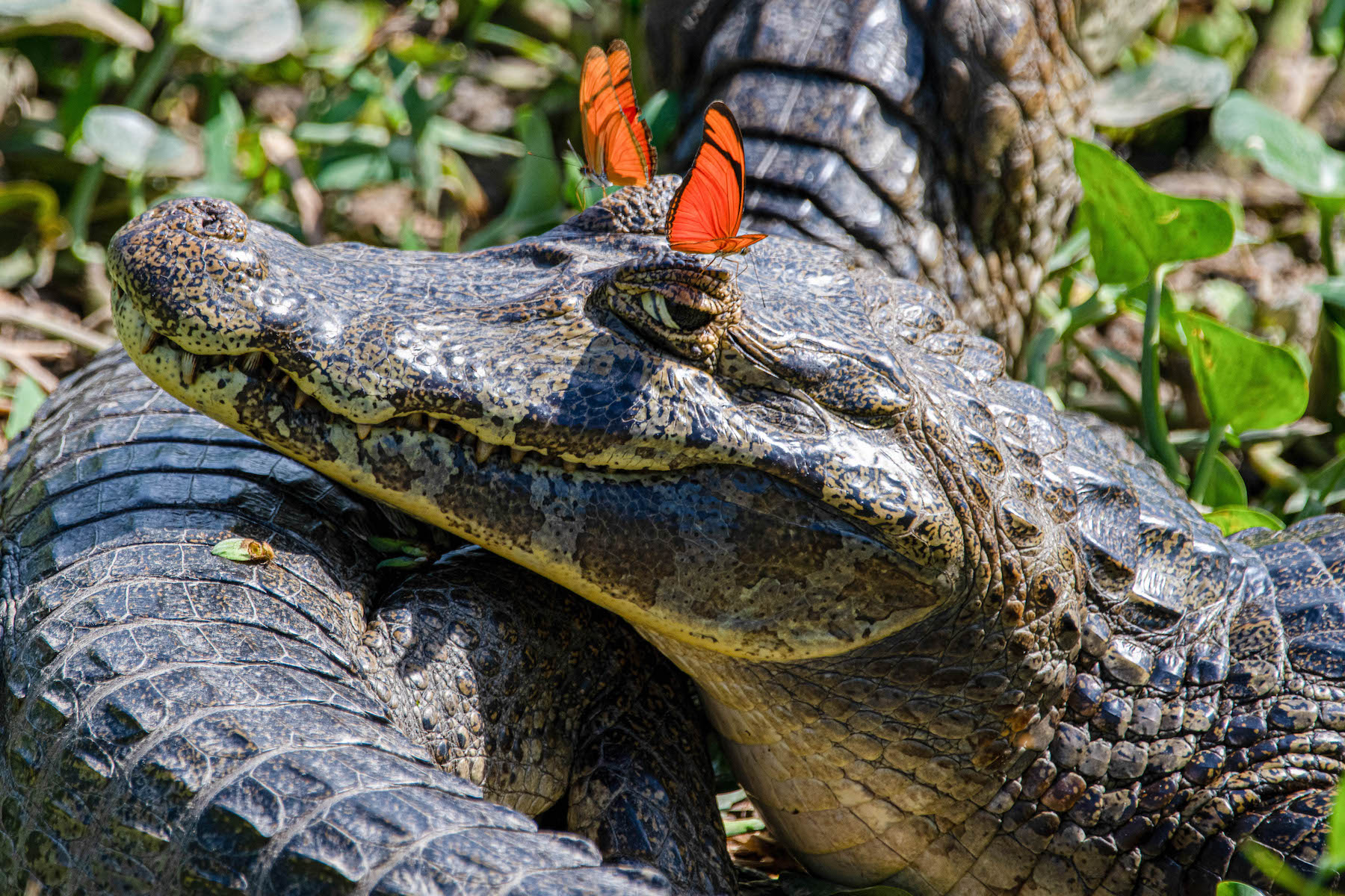 Julia Butterflies will often land on a caiman's eyes to lap up the minerals found in their salty crocodile tears