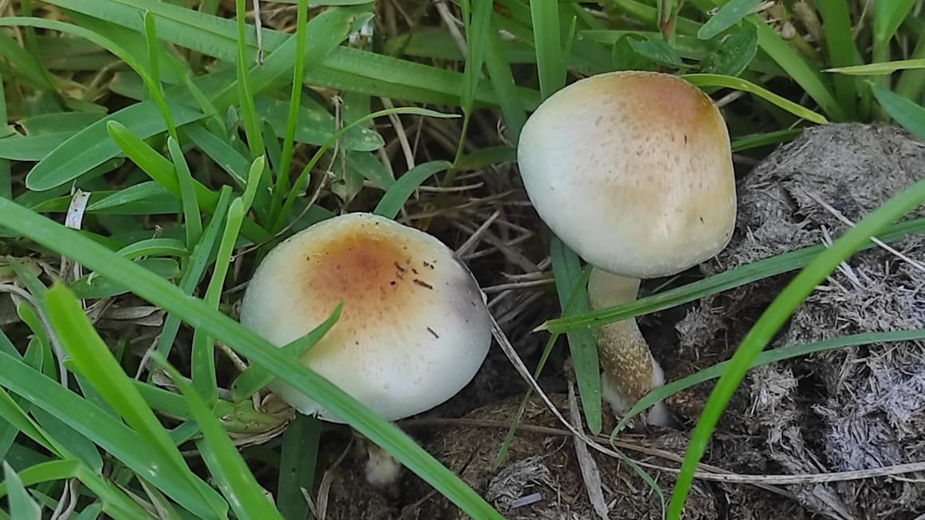 A newly described African species in the magic mushroom family confirms its evolutionary origin. Psilocybe ochraceocentrata is found growing on cattle dung in the grasslands of southern Africa and Zimbabwe.