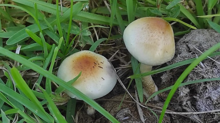 A newly described African species in the magic mushroom family confirms its evolutionary origin. Psilocybe ochraceocentrata is found growing on cattle dung in the grasslands of southern Africa and Zimbabwe.