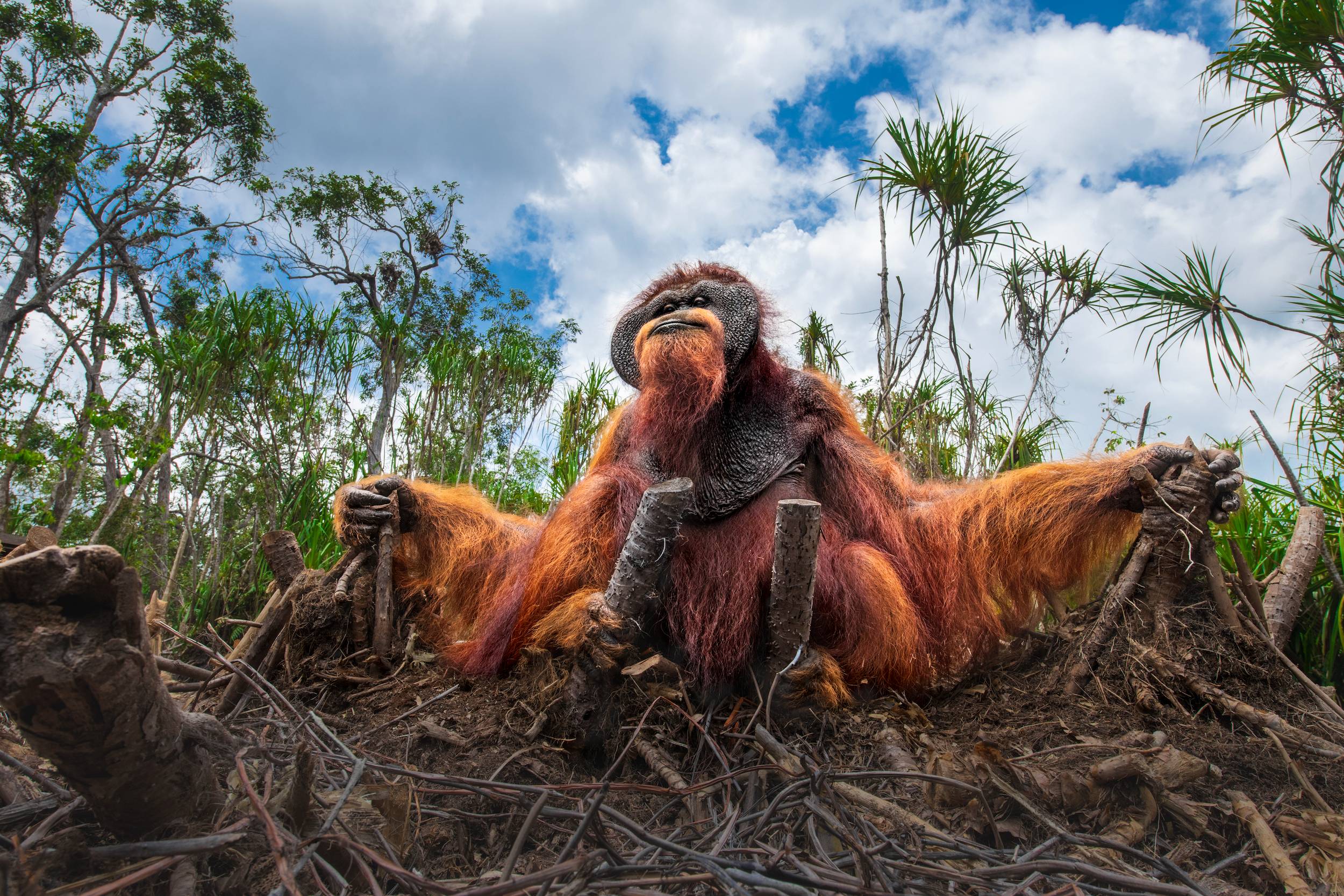 an orangutan standing amongst tree stumps