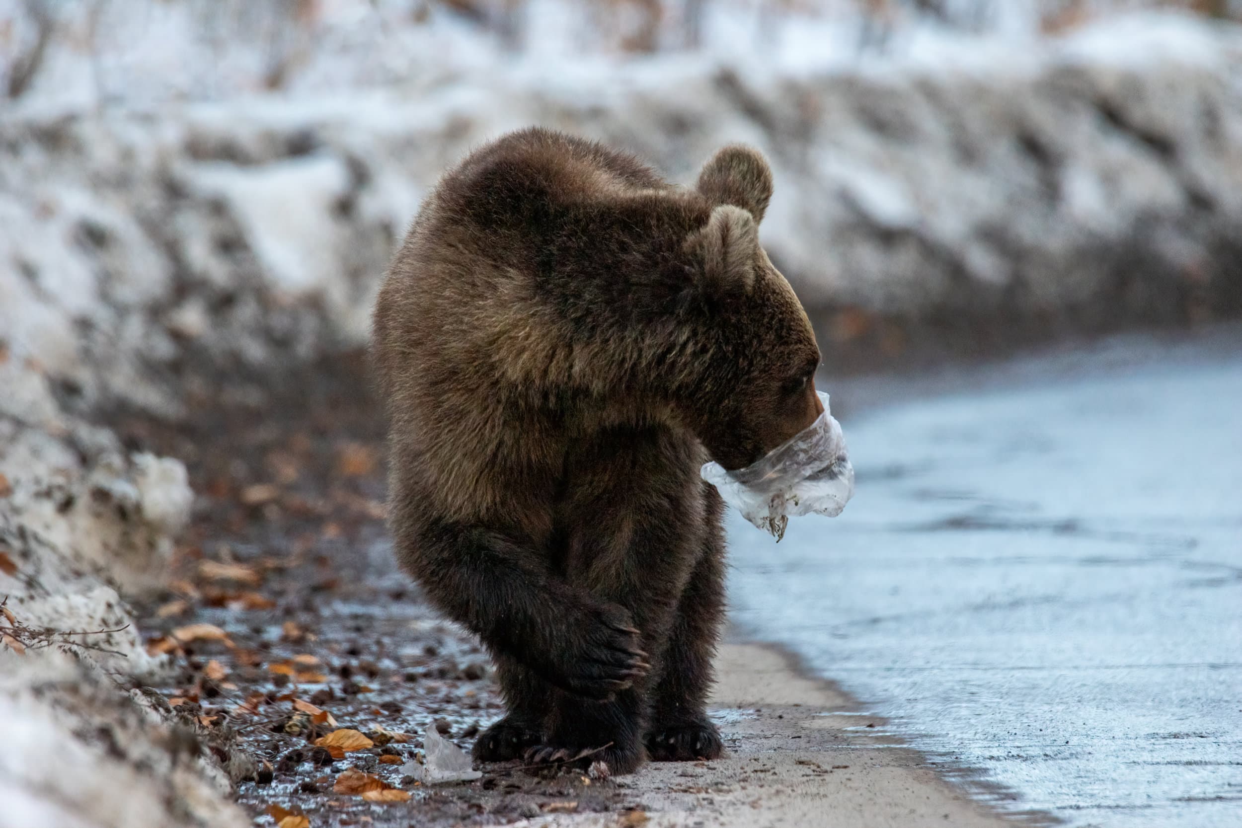 a bear with a plastic bag stuck on its face