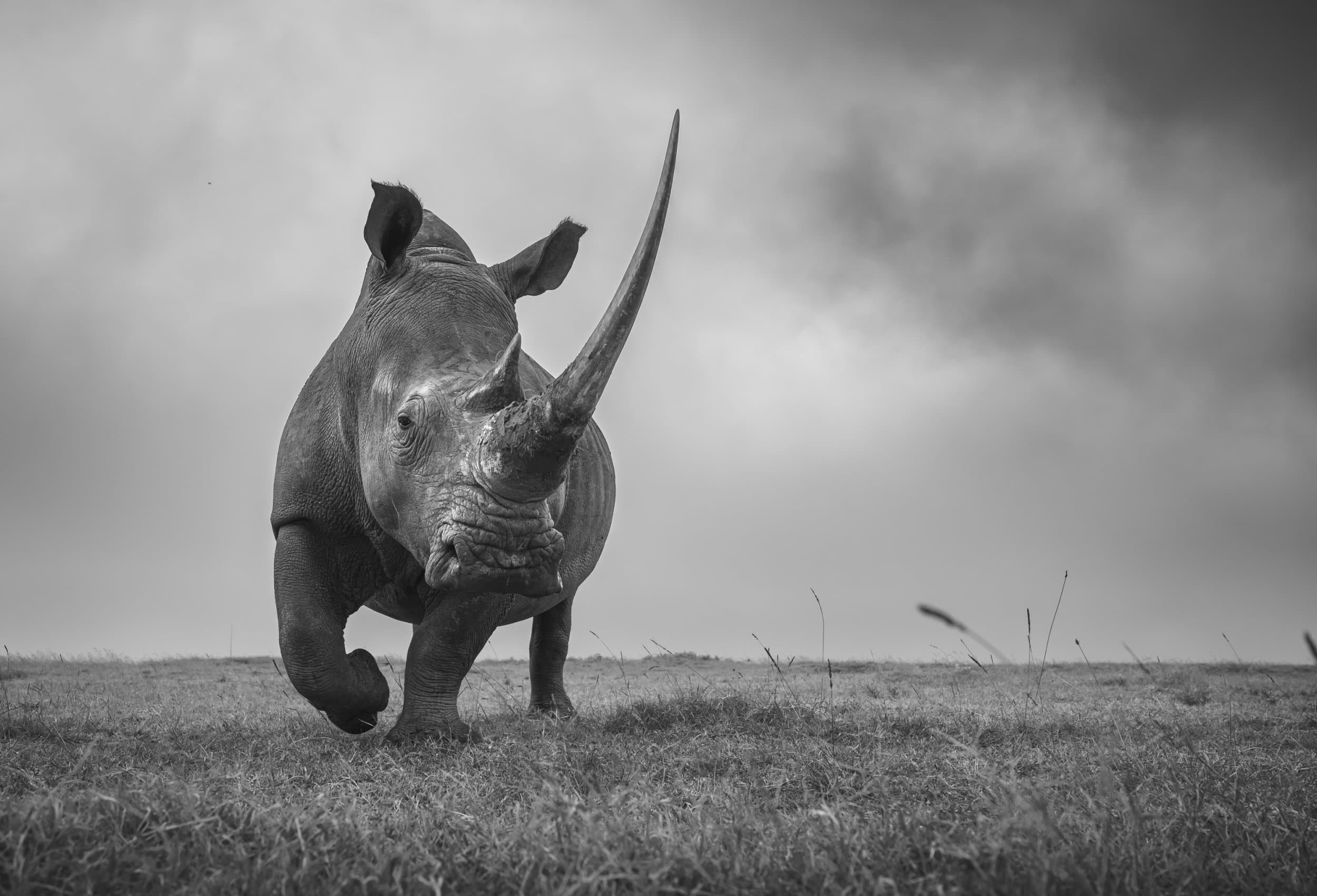 a rhino