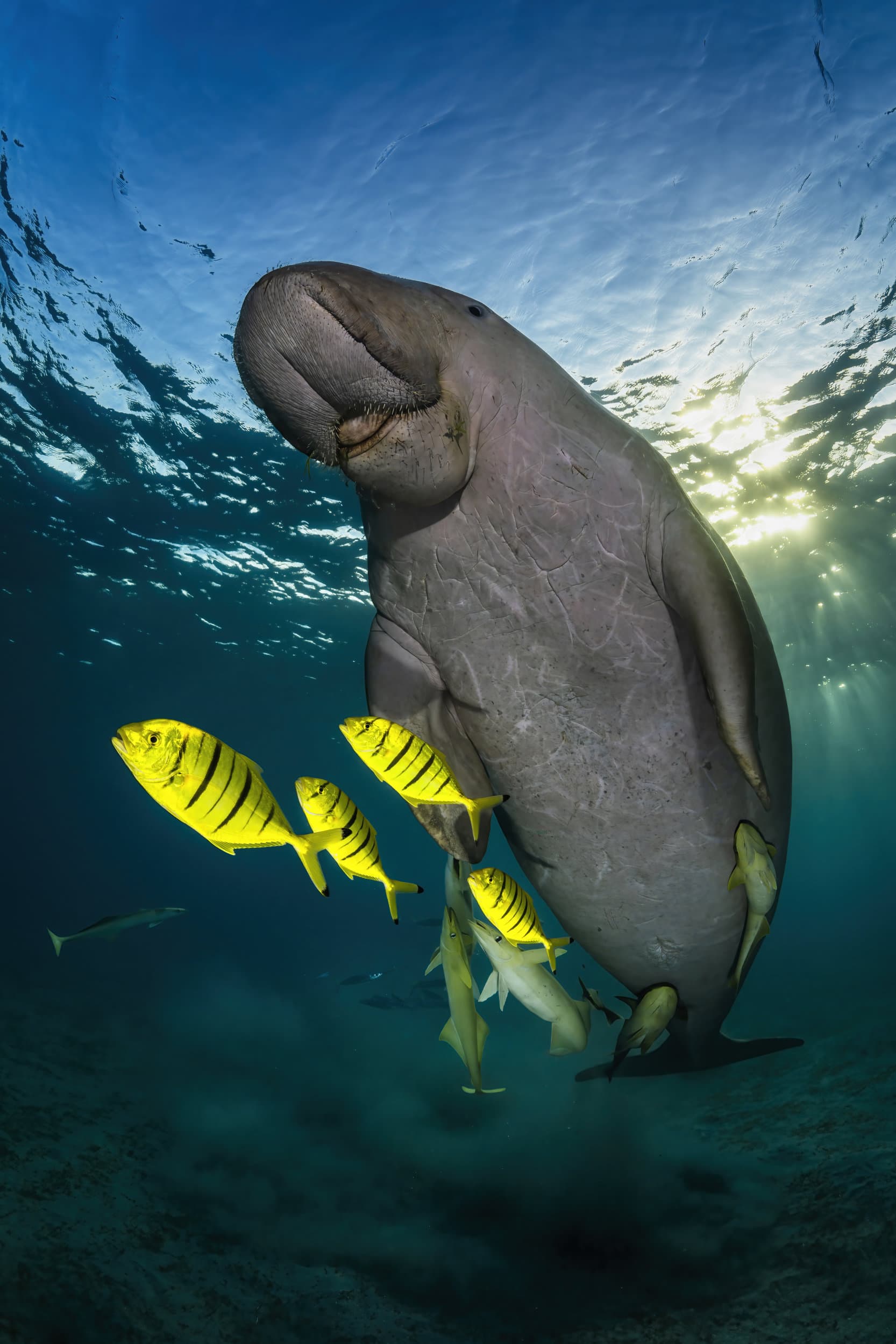 a dugong and yellow fish