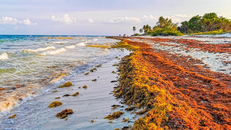 Beachgoers cleaning sargassum seaweed from beach in Caribbean
