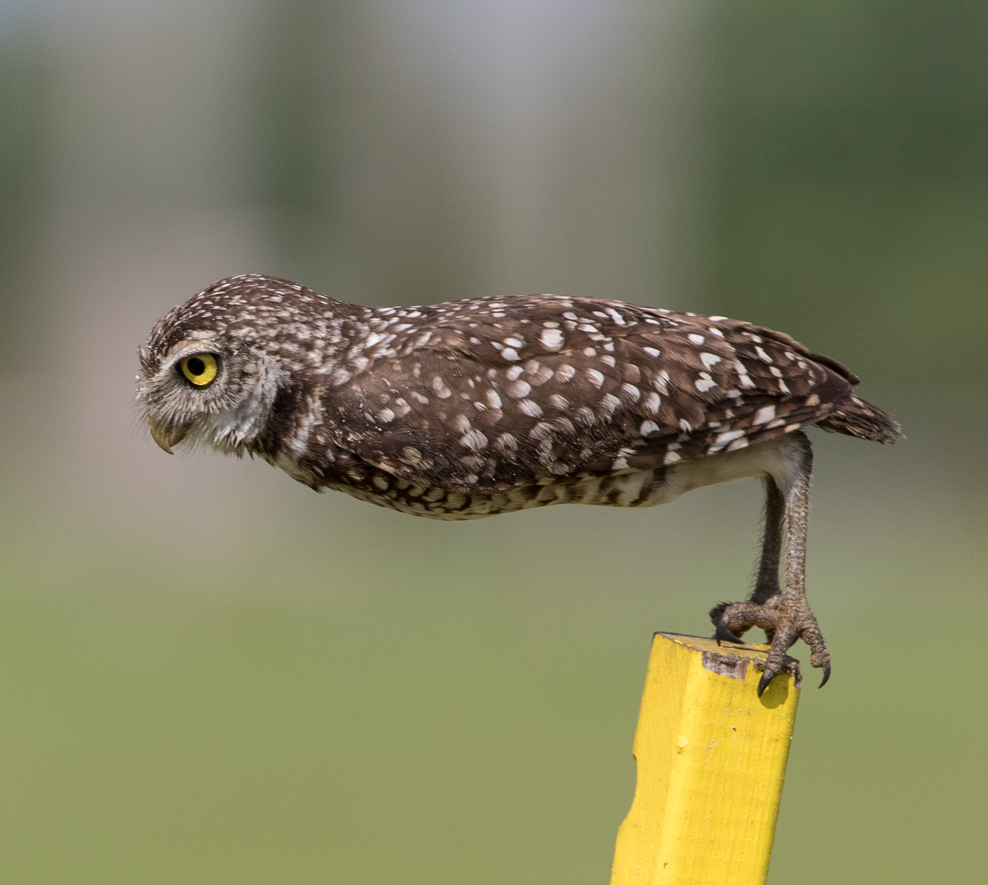 a burrowing owl bent at the legs into a right angle