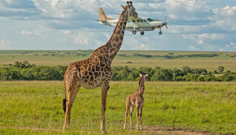 a giraffe and her baby watch an airplane land