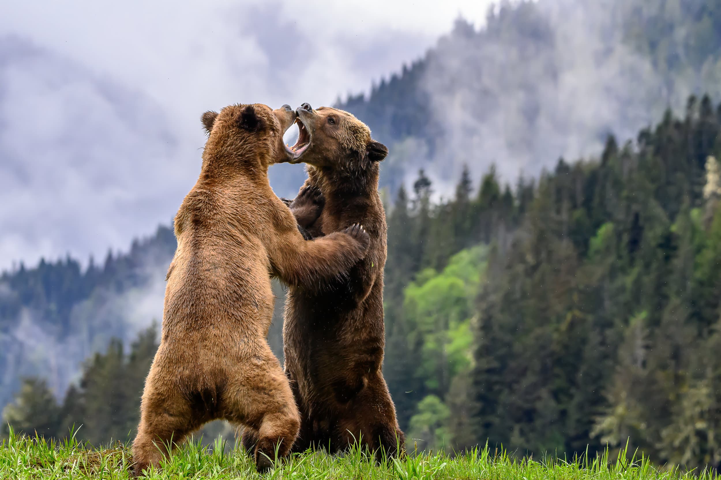 two bears fighting, open mouths touching