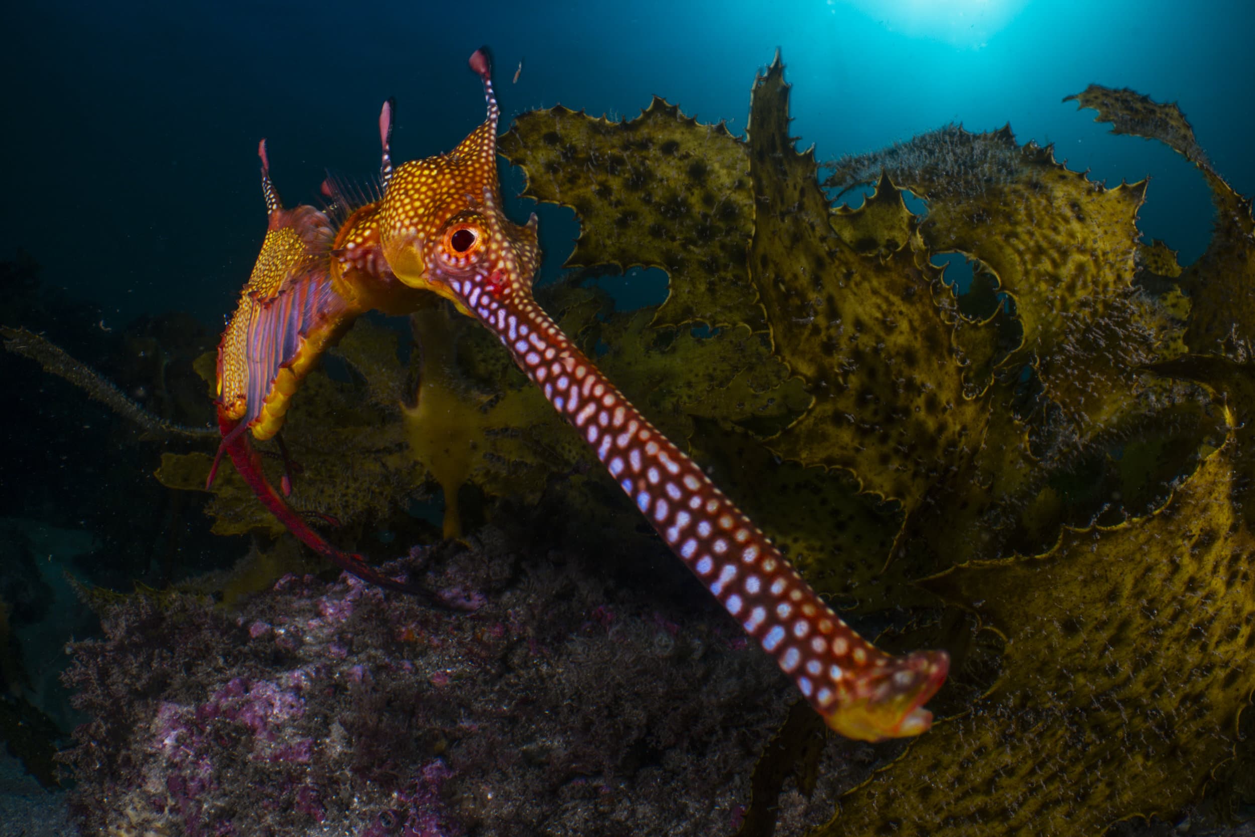 a pughead fish with a very long nose