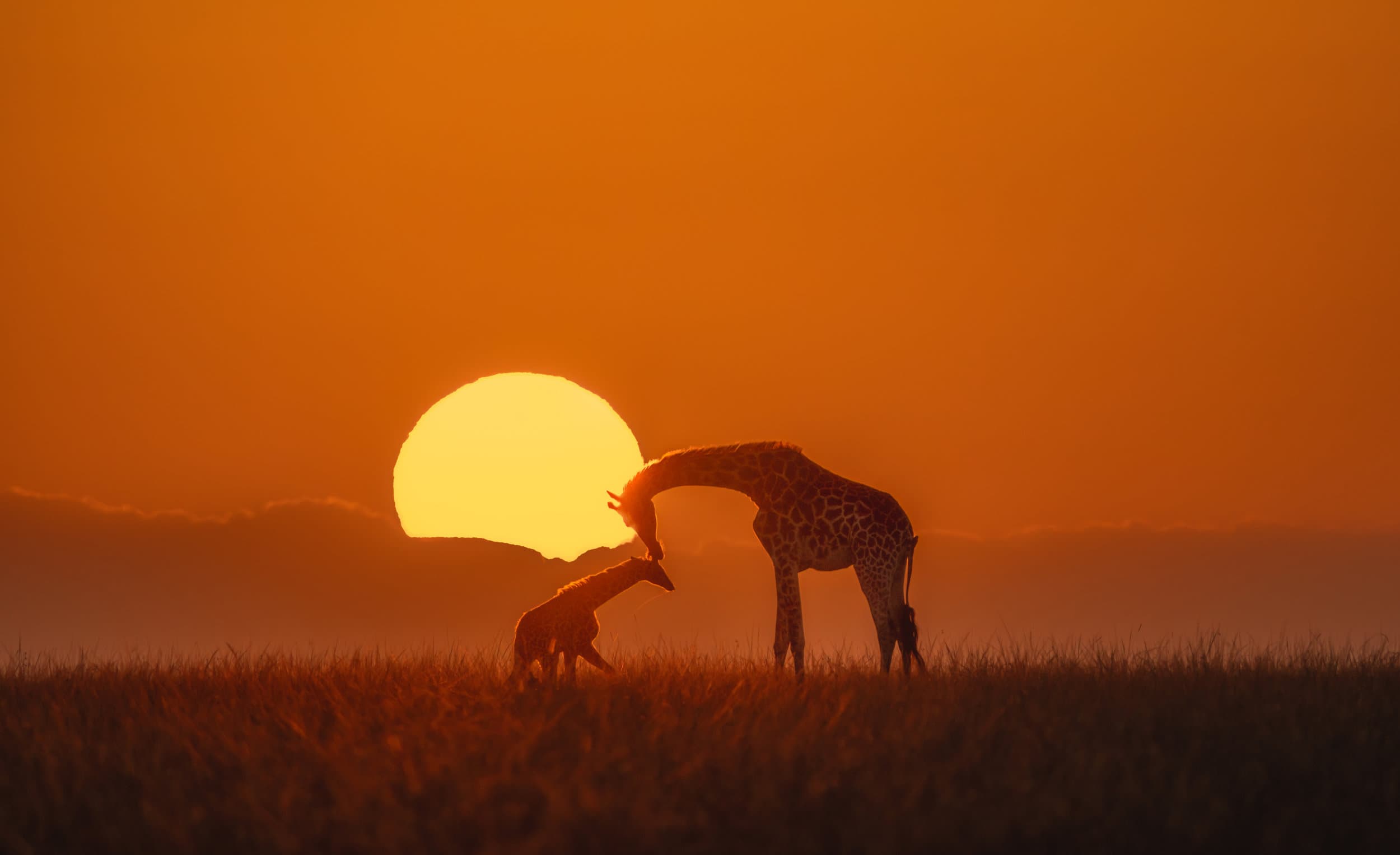 a mother giraffe and her baby at sunset