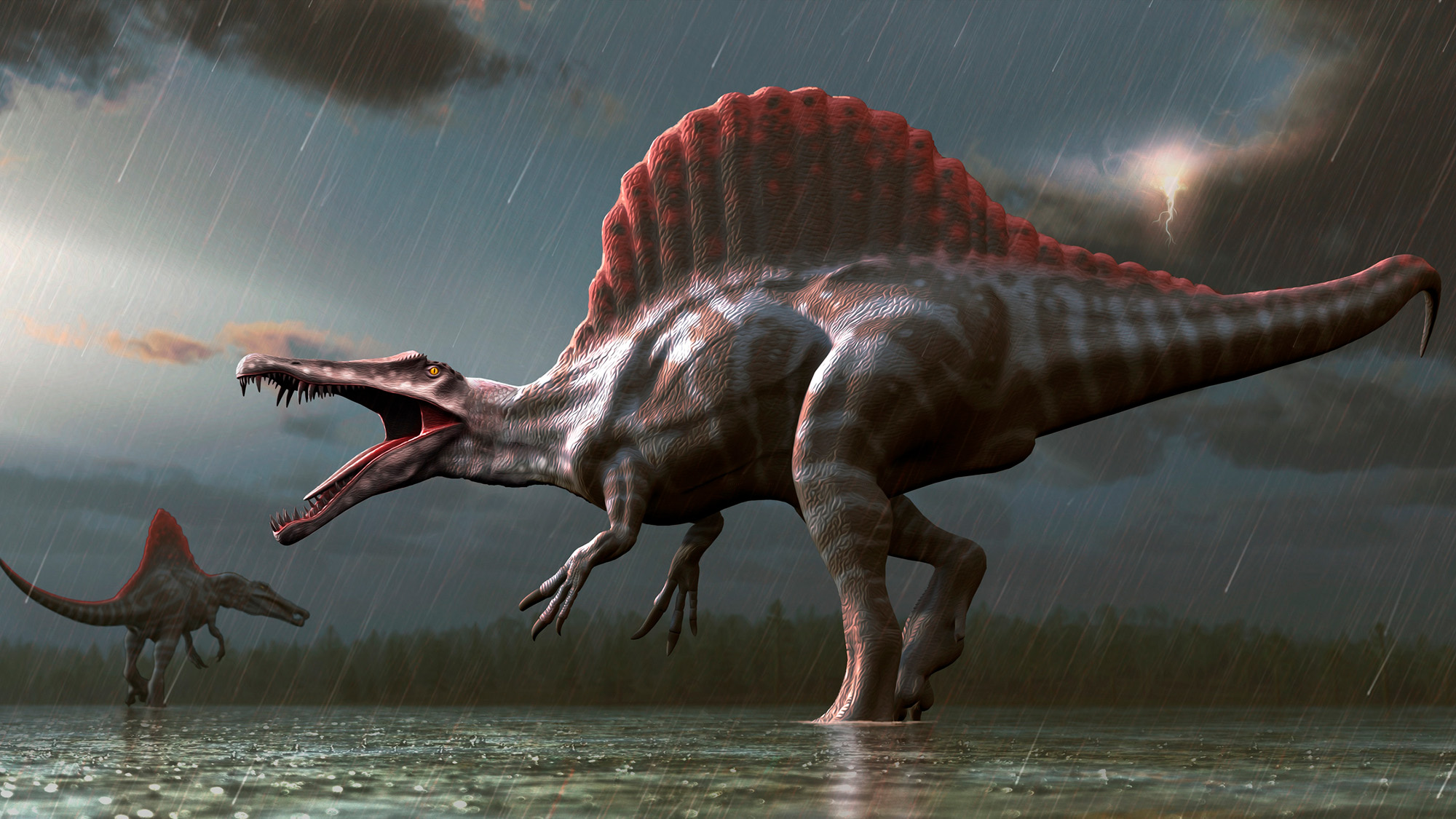 A digital illustration of two Spinosaurus dinosaurs wading through a body of shallow water during a rainstorm. The central dinosaur is shown in profile with its mouth open, revealing sharp teeth, and a large, red-spotted sail on its back. A bolt of lightning strikes in the dark, cloudy background.
