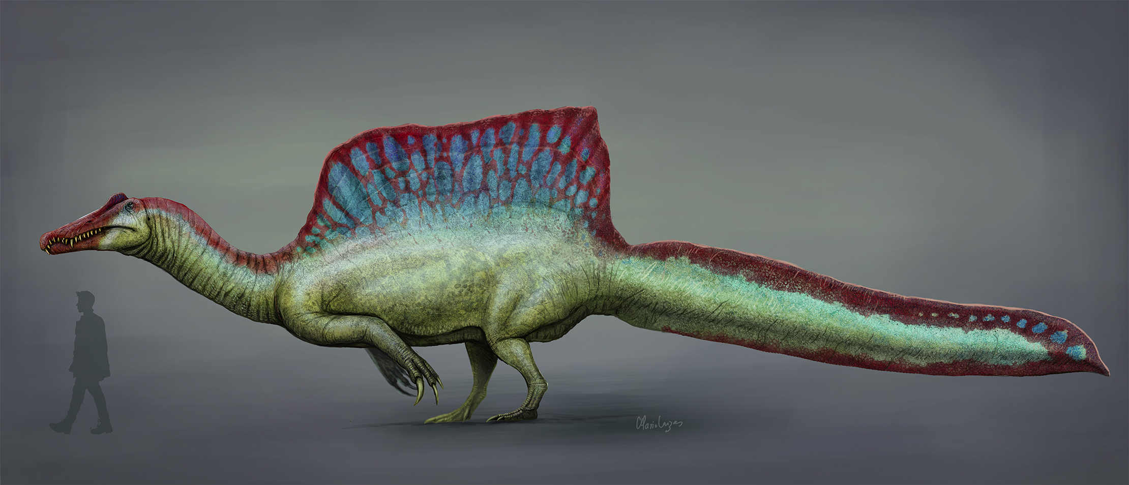 A detailed digital profile illustration of a Spinosaurus based on 2020 scientific reconstructions. The dinosaur is shown with a long, crocodilian-like snout, a large sail on its back with blue and red patterns, and a paddle-like tail. A silhouette of a human is included at the bottom left to show the dinosaur's massive scale.
