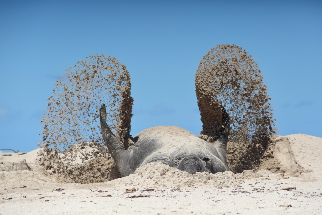 an elephant seal flaps in the sand