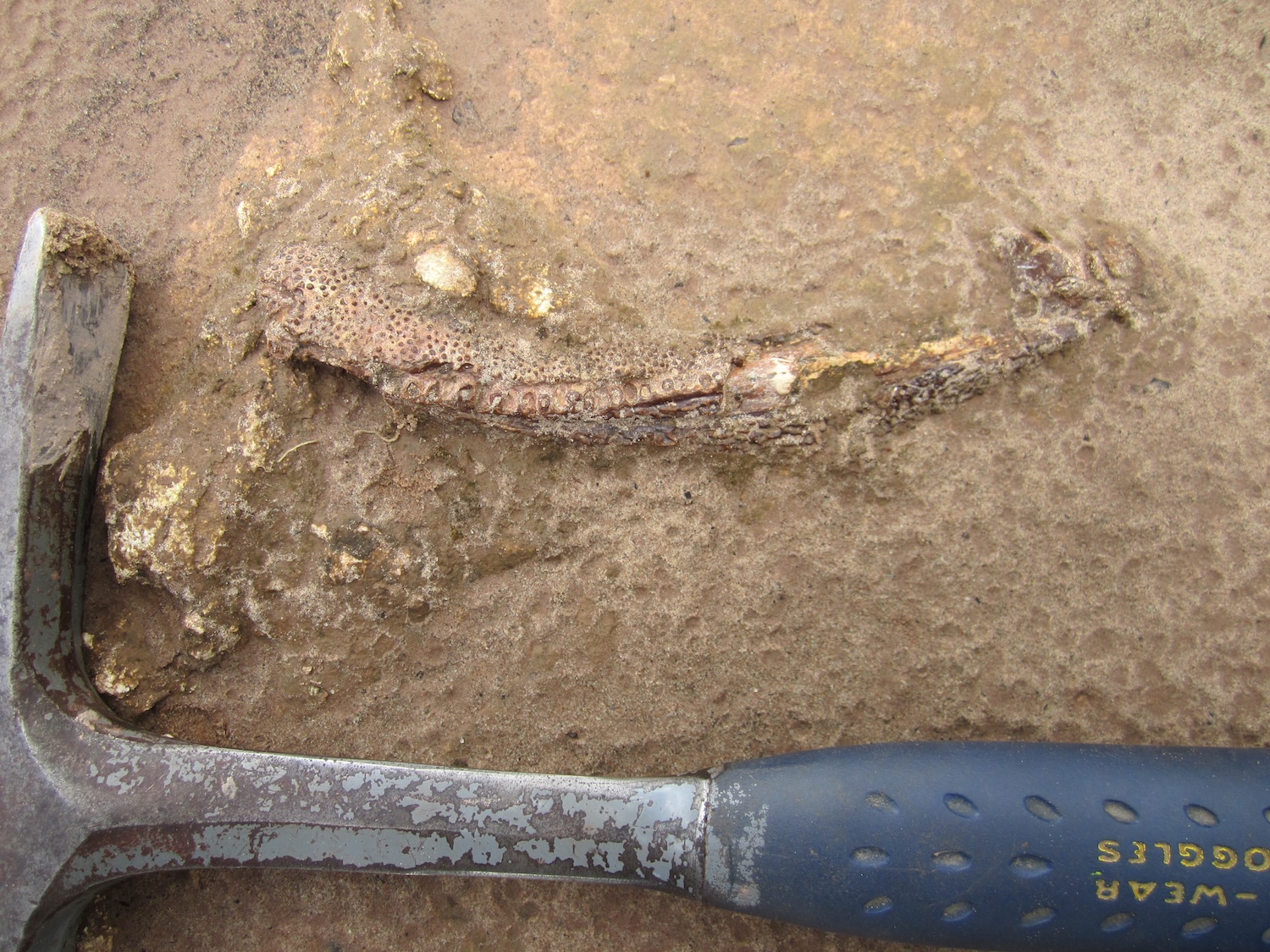 Tanyka jawbone, with rock hammer for scale, found in the Brazil
