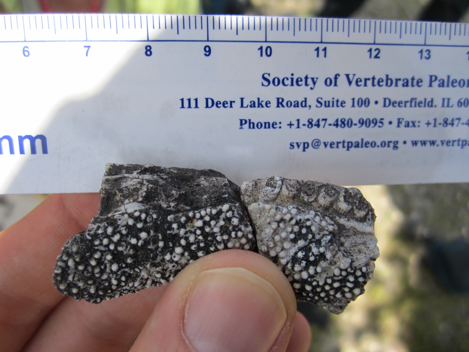 Fossil showing the denticles on the jaw, forming a cheese-grater-like surface that may have been used for grinding plant matter