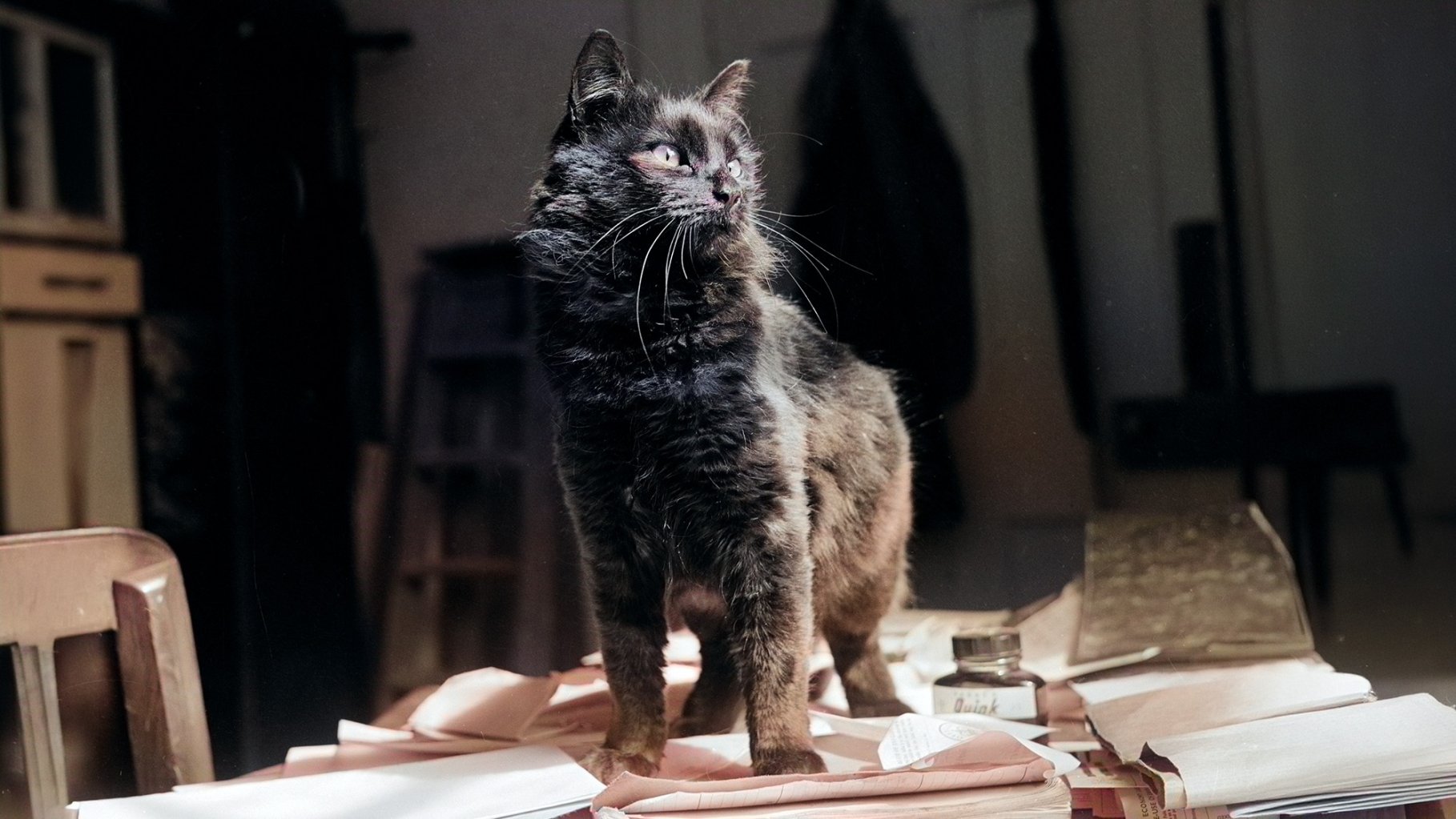 A medium shot of a dark-furred cat standing on a desk cluttered with vintage papers and an inkwell. The cat is looking alertly to its right, with its whiskers and fur illuminated by a dramatic light source against a dark, moody background.