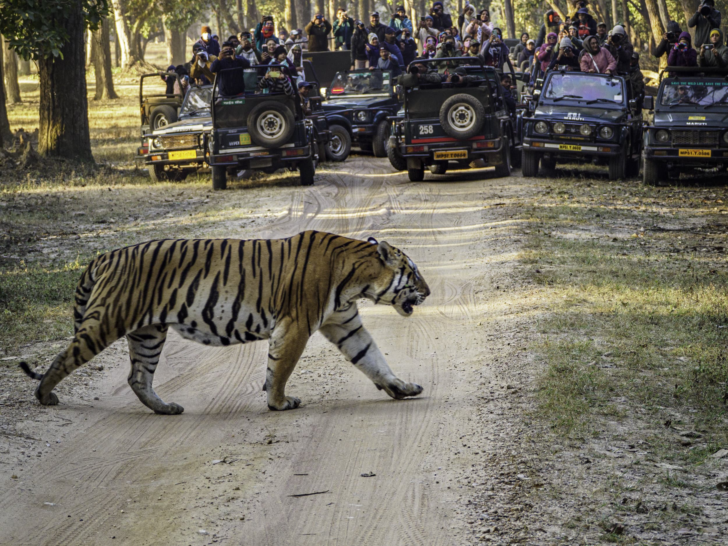 a tiger crosses the road and trucks full of dozens of tourists photograph the moments