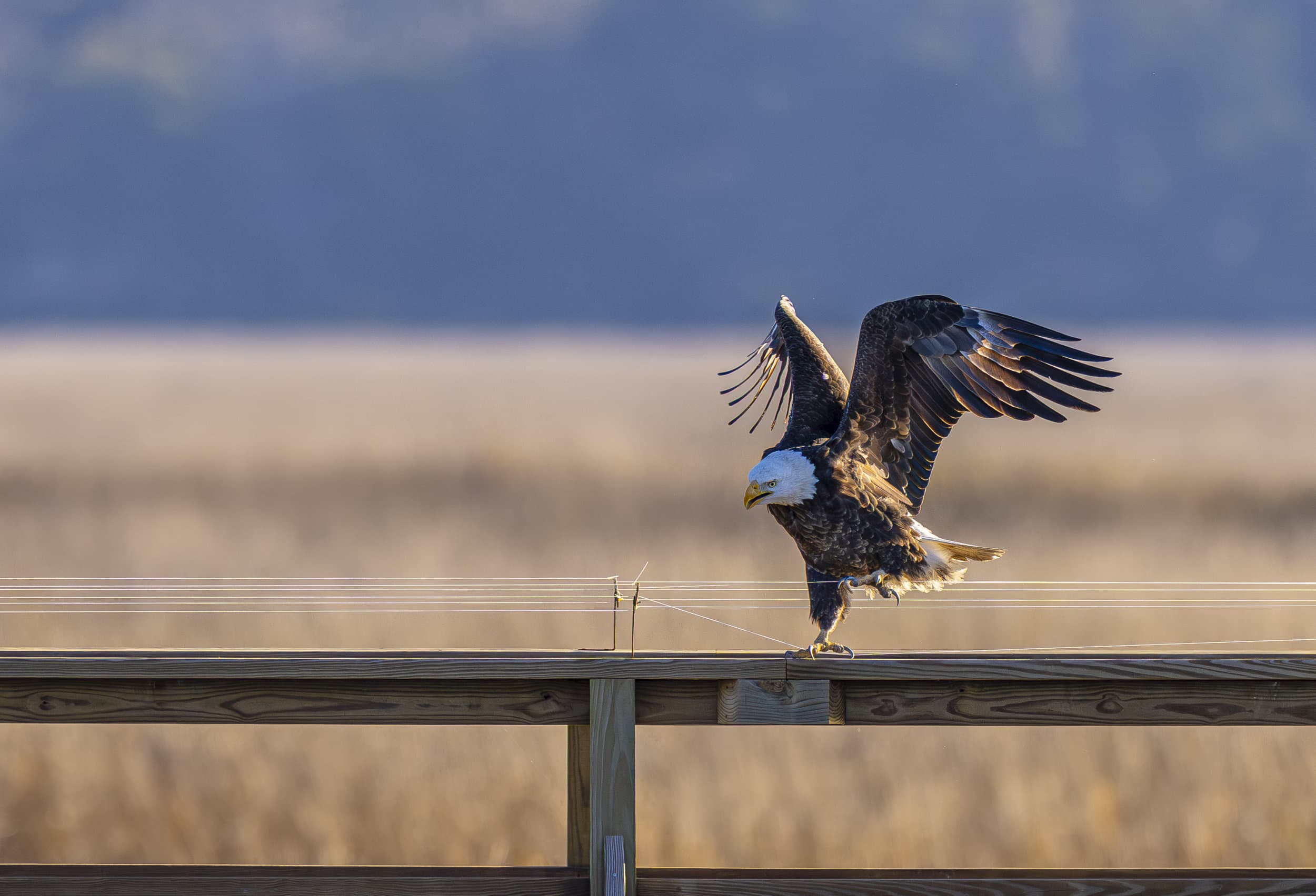 a bald eagle tangled in string on a fence