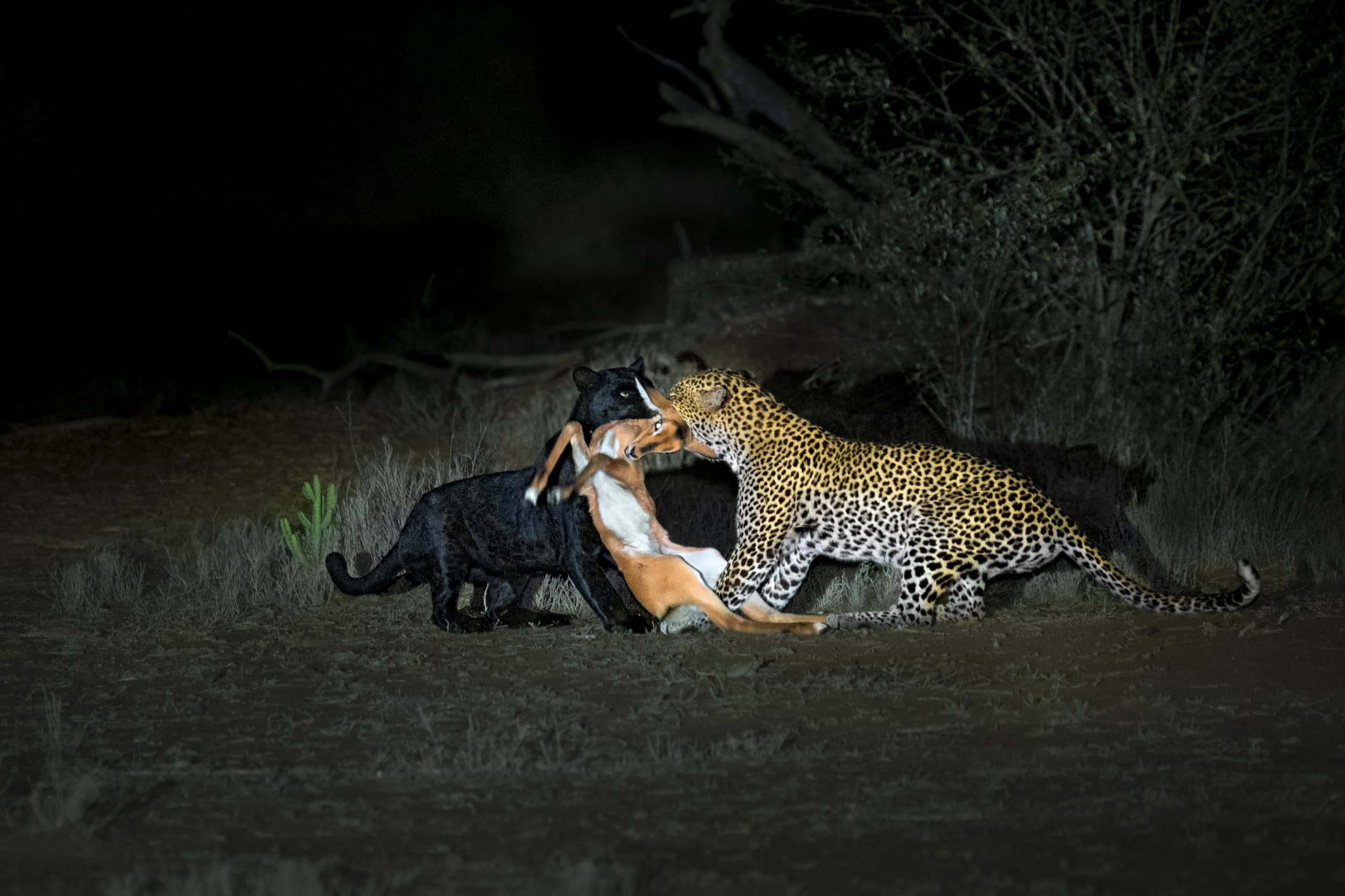 two leopards, one black and one spotted, take down prey