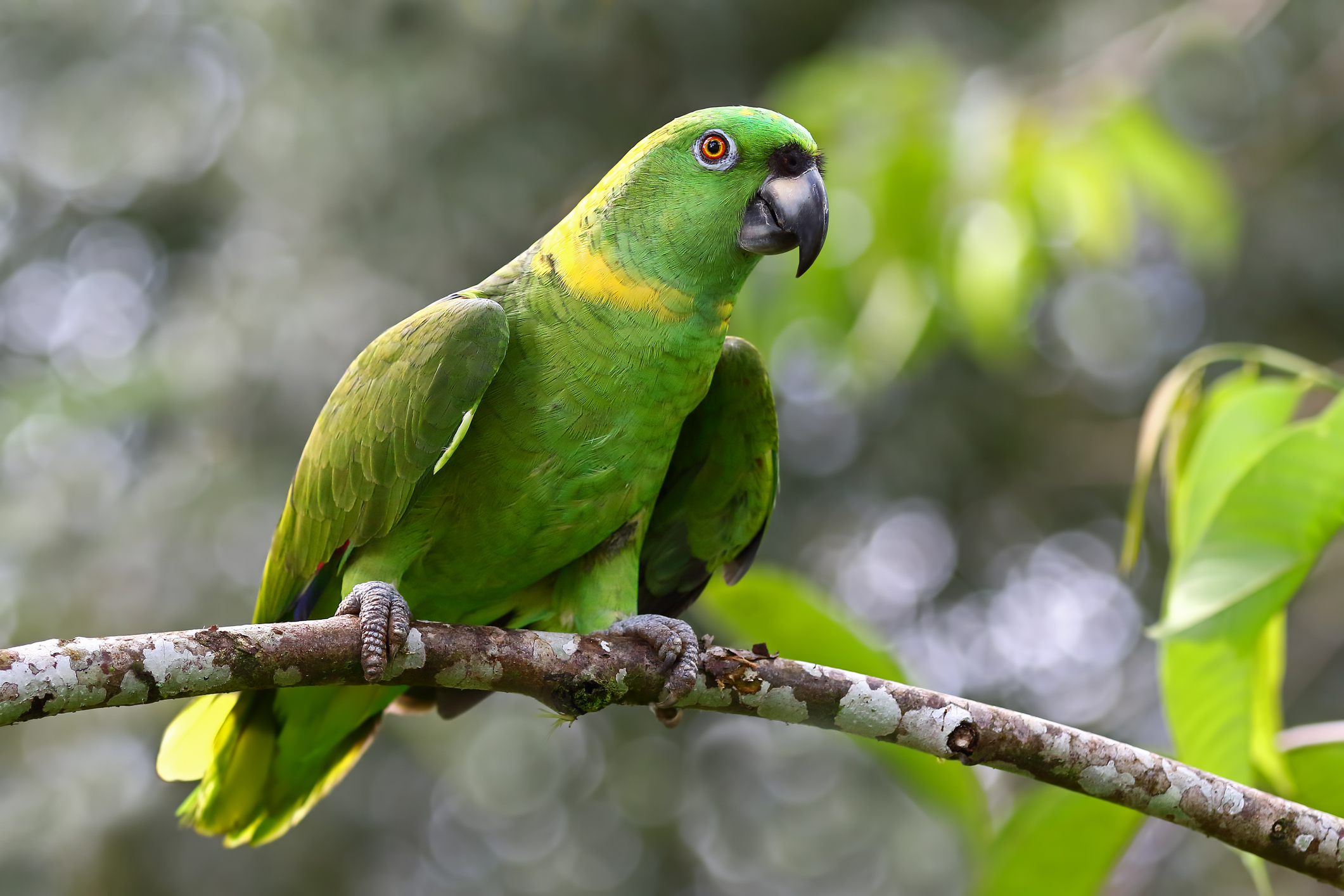 A vibrant green Yellow-naped Amazon parrot perched on a mossy tree branch against a soft, blurred forest background.