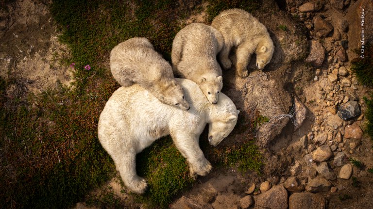three polar bear cubs curled up with their mother