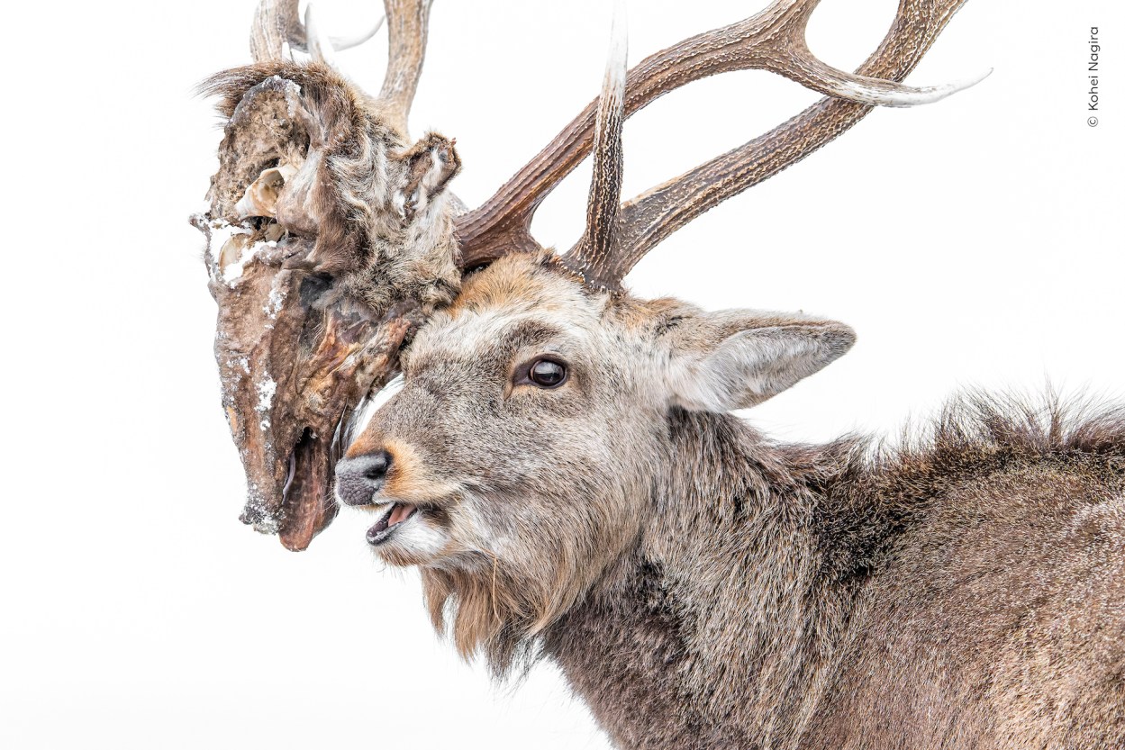 Wildlife Photographer of the Year 2026 announces People's Choice ...