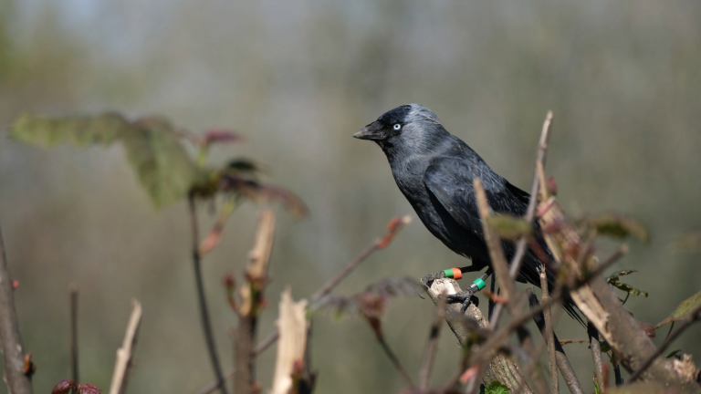 a black bird sits on a tree