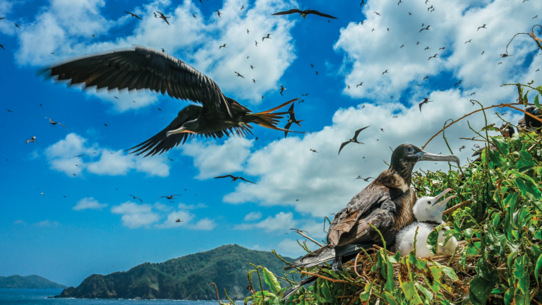 several birds flying overhead while a bird sits on its nest with a chick