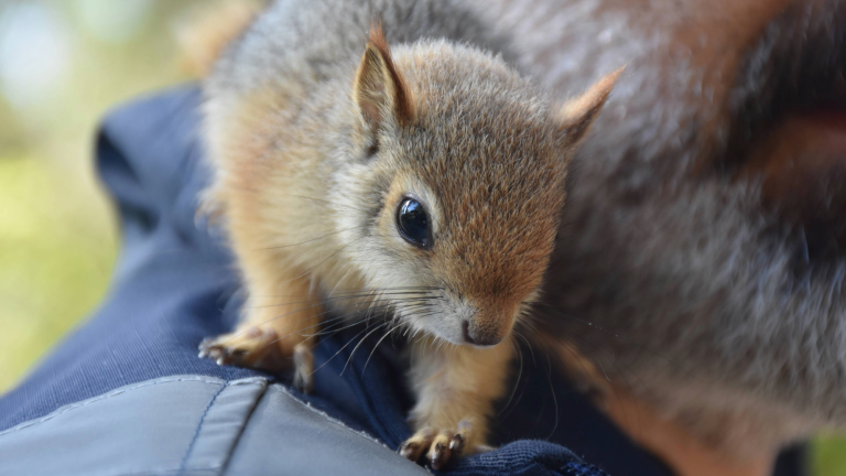 a baby squirrel with brown fur sits on a man's shoulder