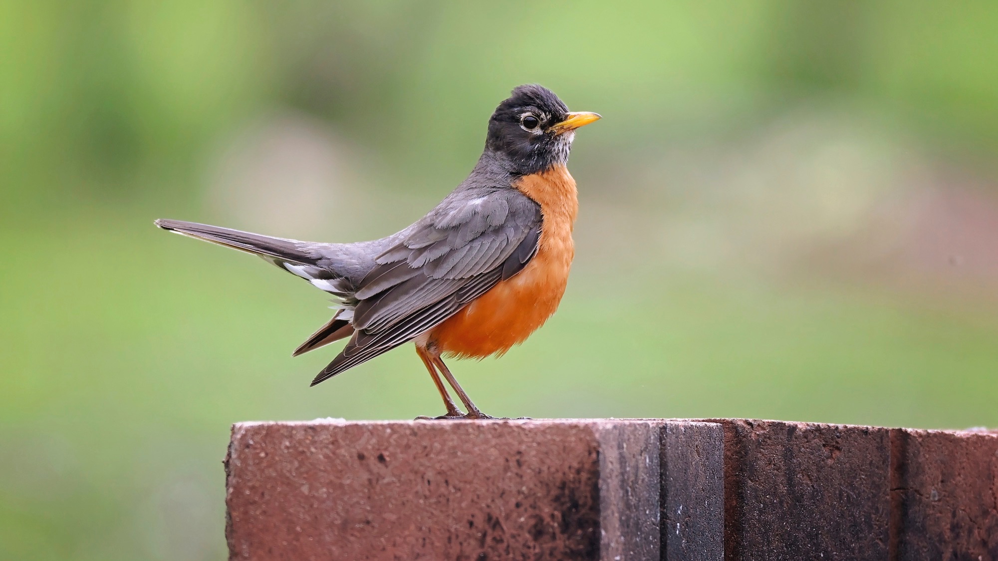 4 myths about backyard birds, debunked | Popular Science