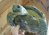 a close up of a tortoise
