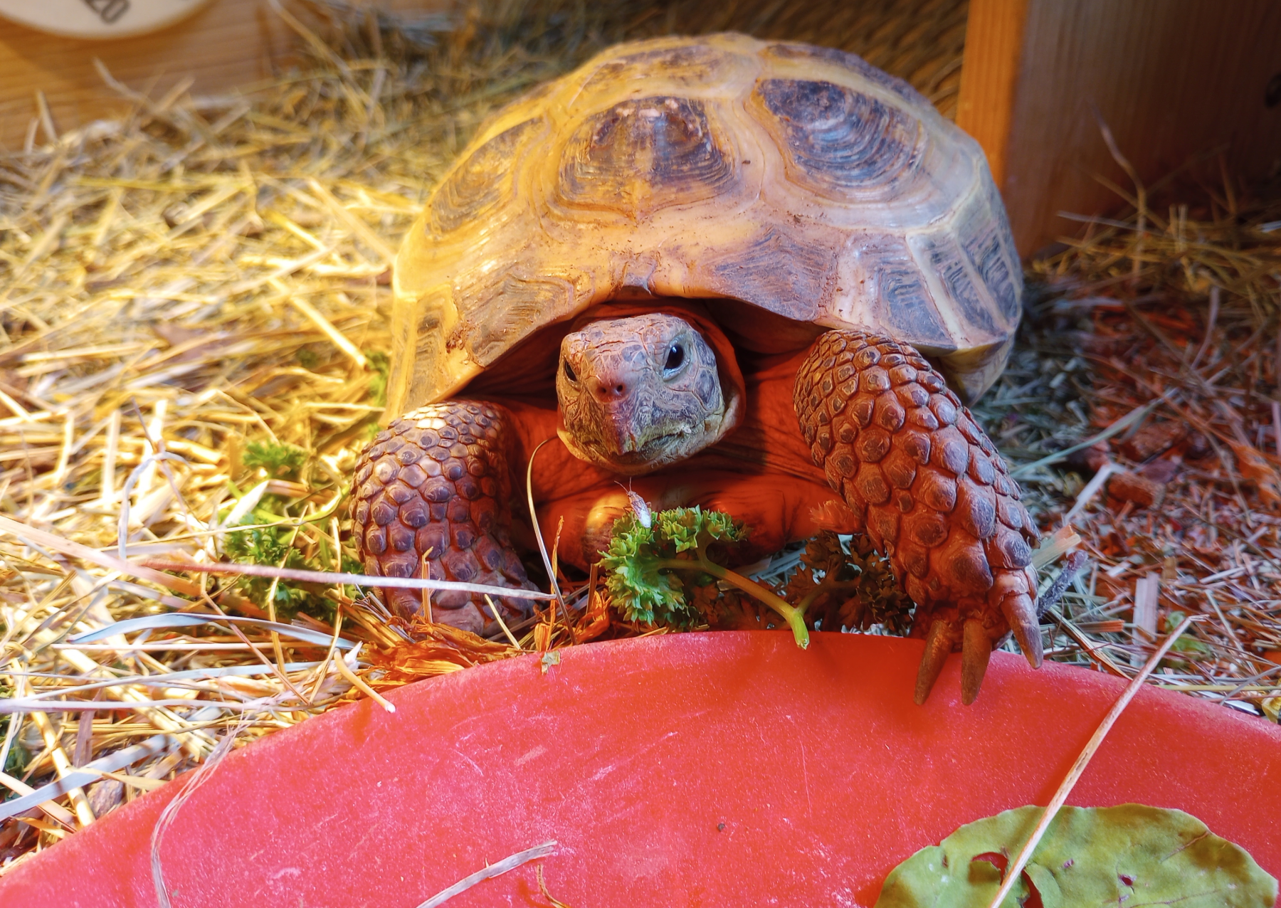 a tortoise standing by a red dish