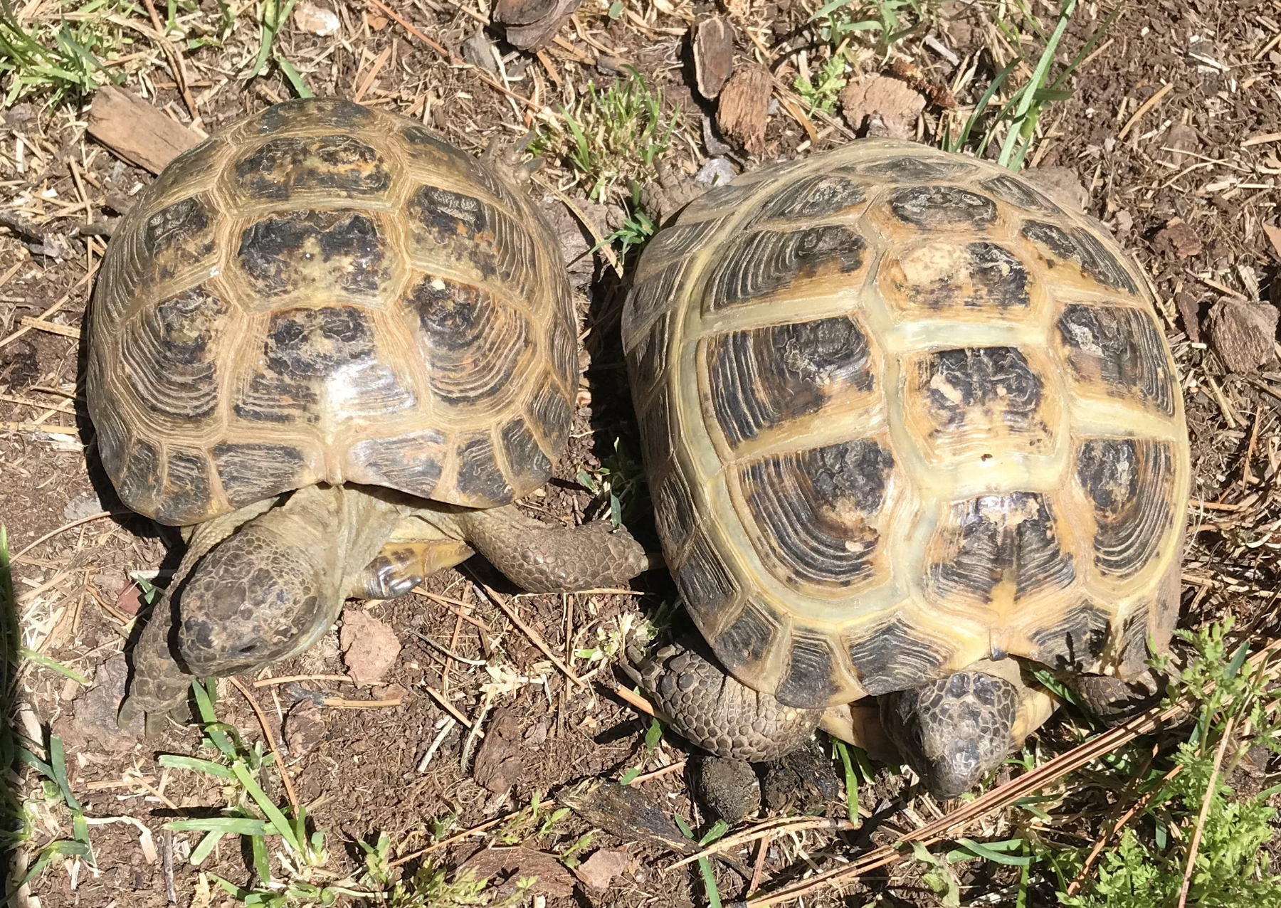 two tortoises walking around the ground
