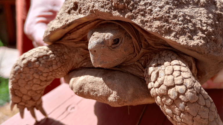 a close up of a tortoise covered in dirt