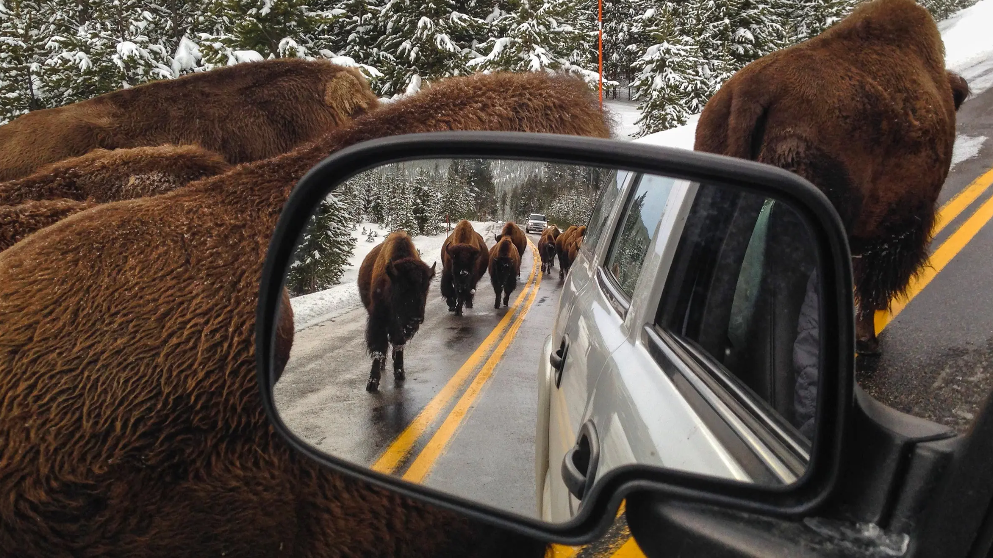 a herd of bison running by a car