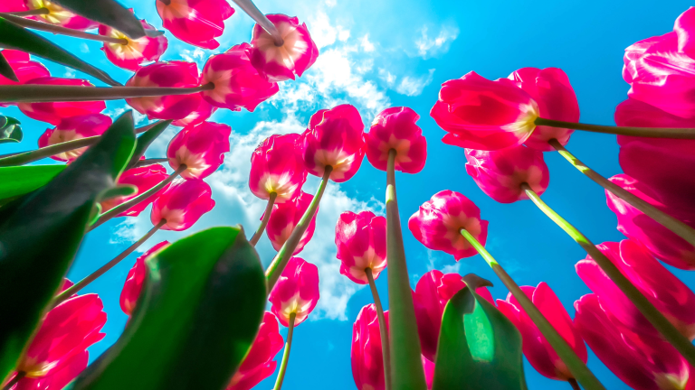 Red tulips blooming in the tulip fields in the northern Netherlands. Tulips rely on increasing temperatures to know when to bloom.