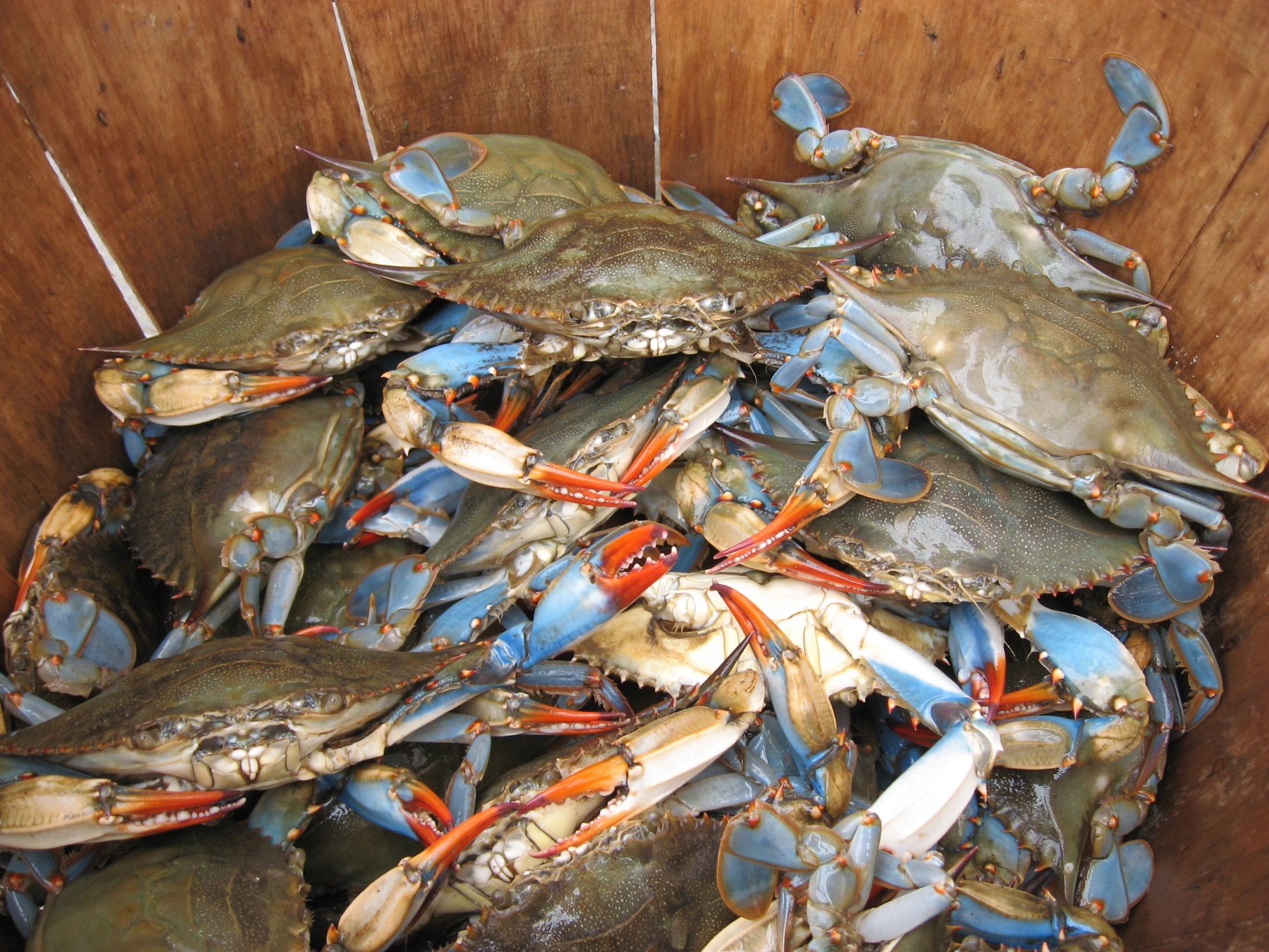 blue crabs in a basket