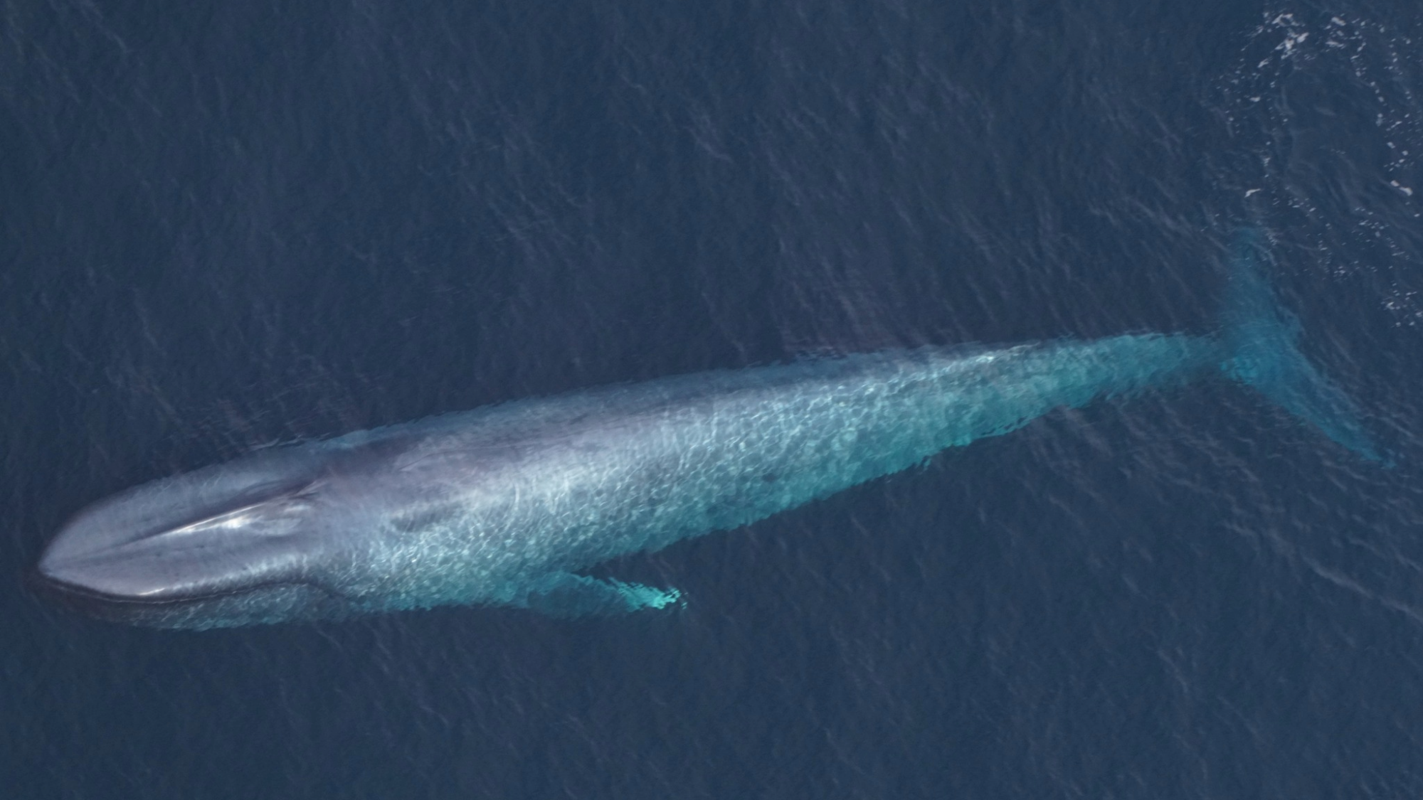 a blue whale swimming