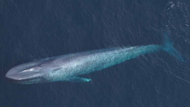 a blue whale swimming