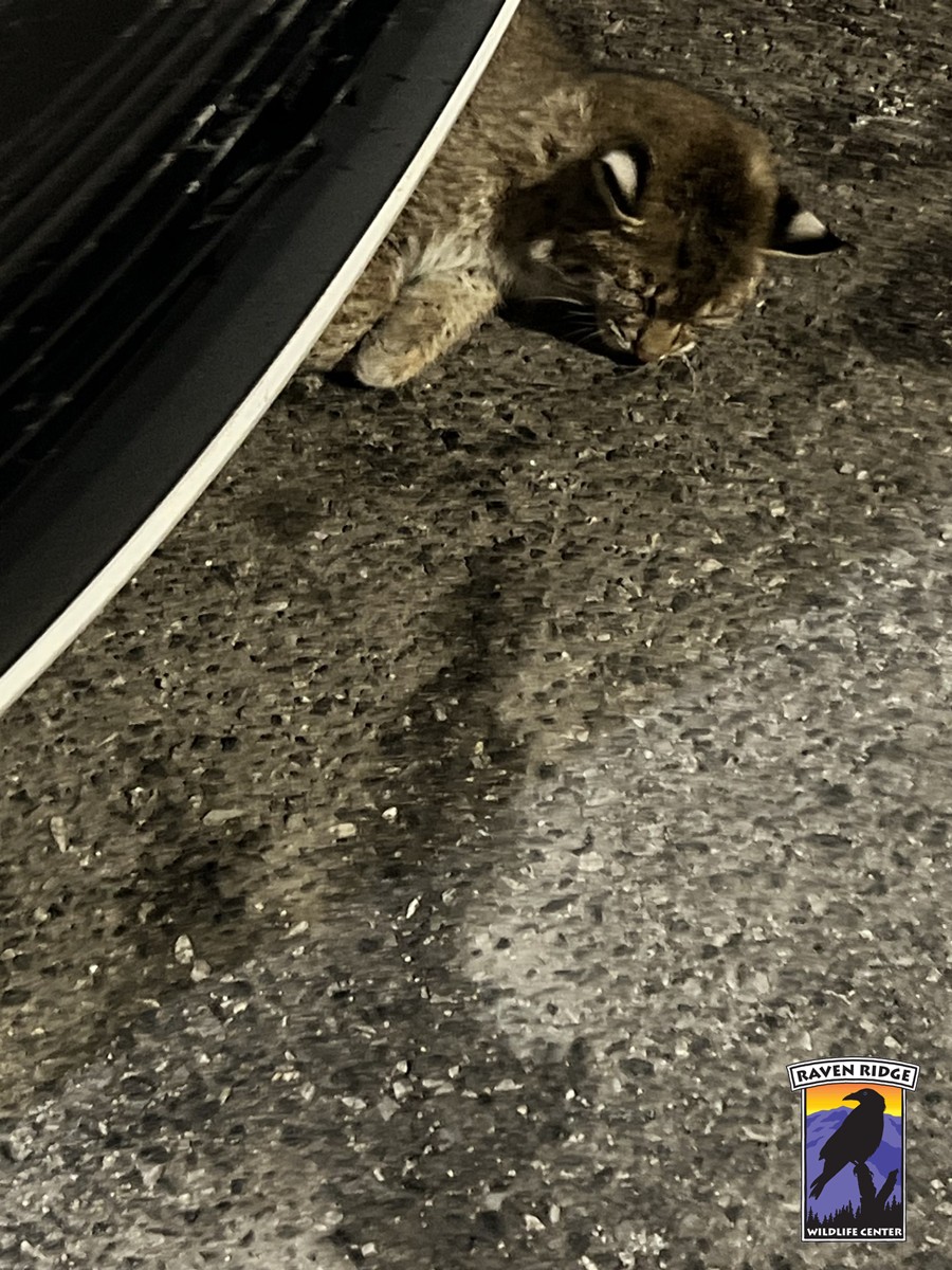 a bobcat under a car