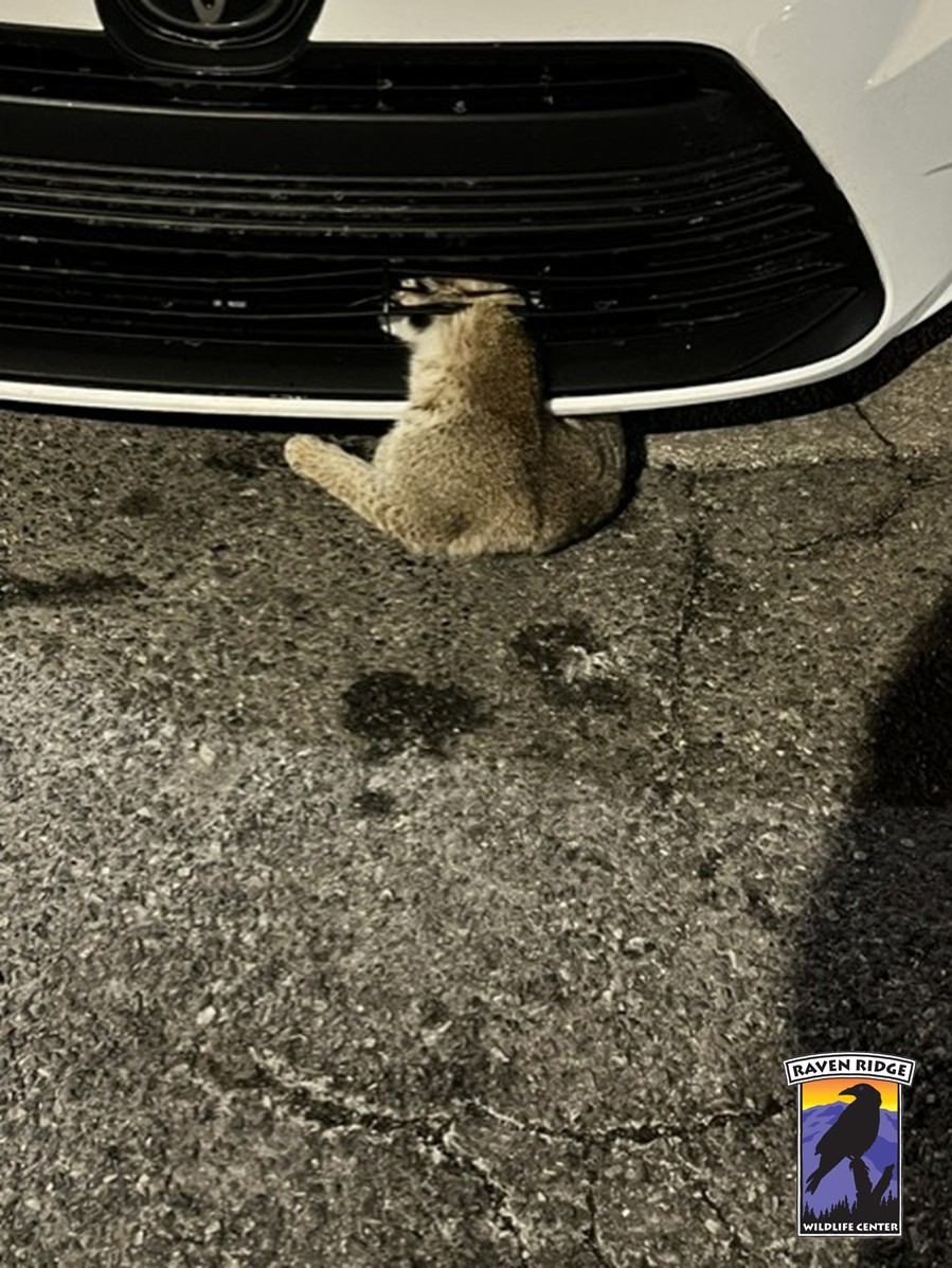 a bobcat stuck in the grill of a car