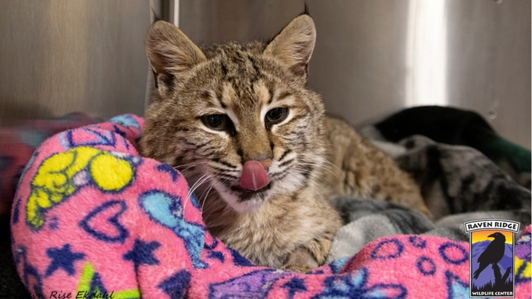 a bobcat on a colorful blanket