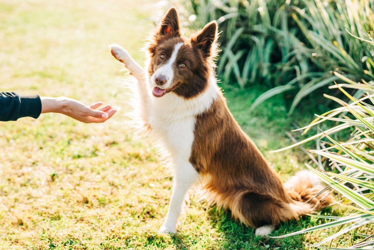 Are some dog breeds really easier to train? Not really. | Popular Science