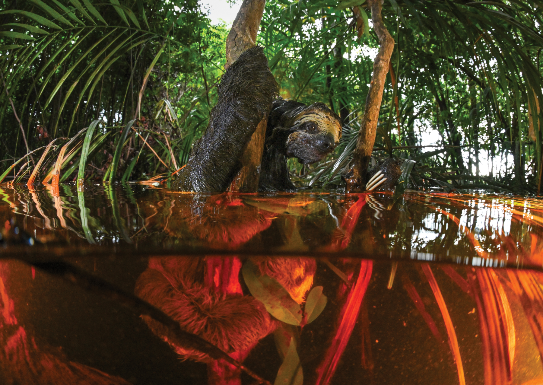 a sloth coming out of the water and grabbing onto a tree