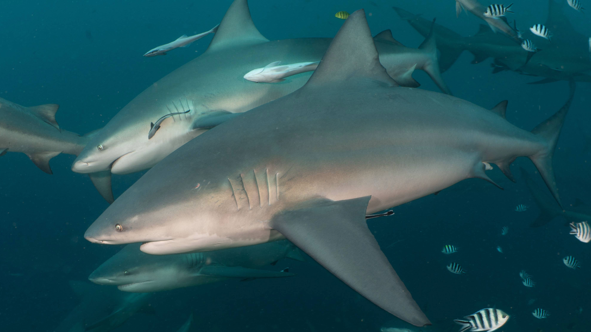 Adult bull shark ‘Chunky’ (foreground) parallel swimming with subadult female ‘Lady Lazarus’ (background).