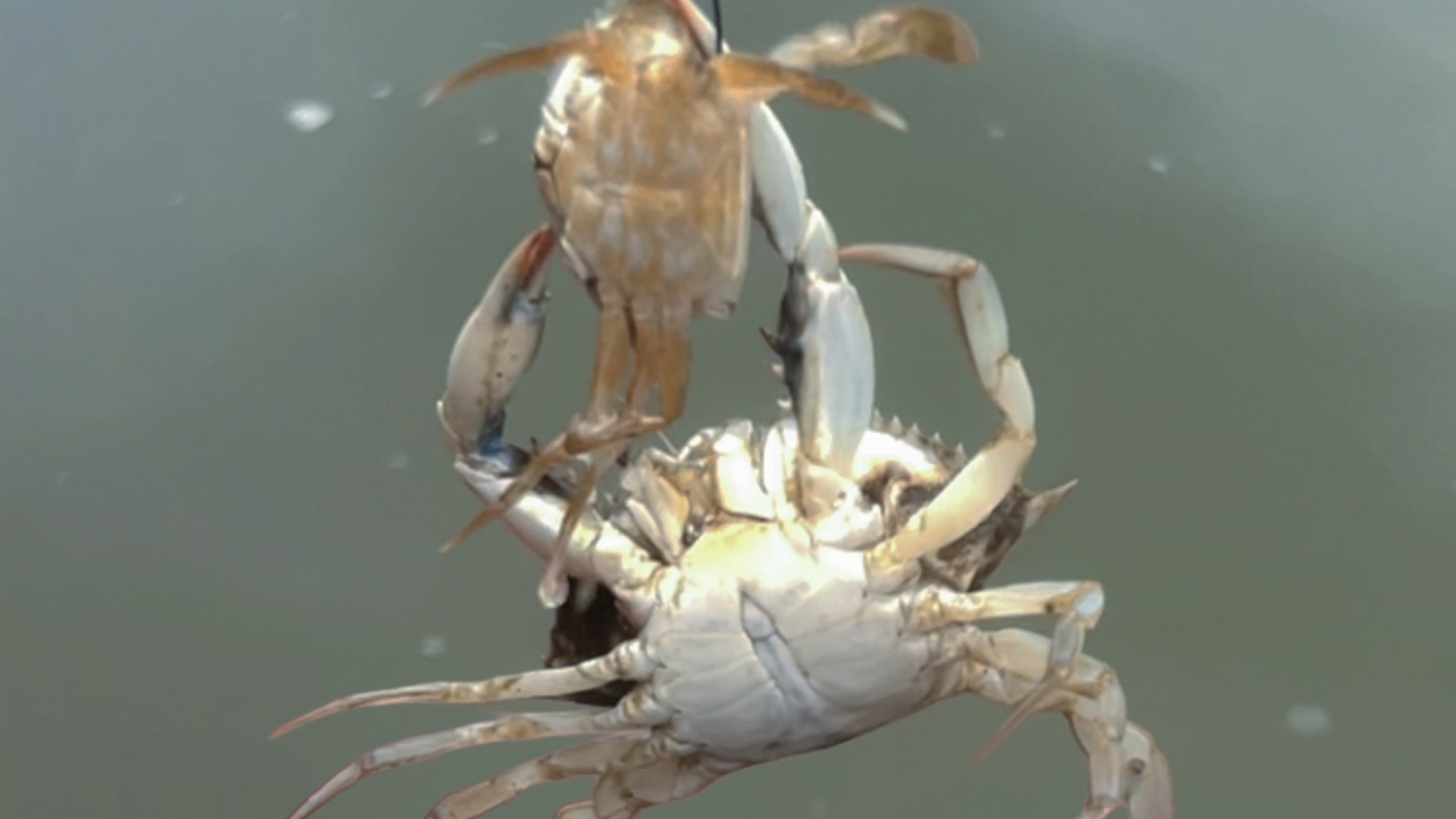 An adult male blue crab attempts to cannibalize a smaller blue crab on a tether.