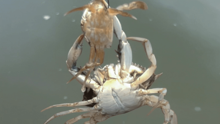 An adult male blue crab attempts to cannibalize a smaller blue crab on a tether.