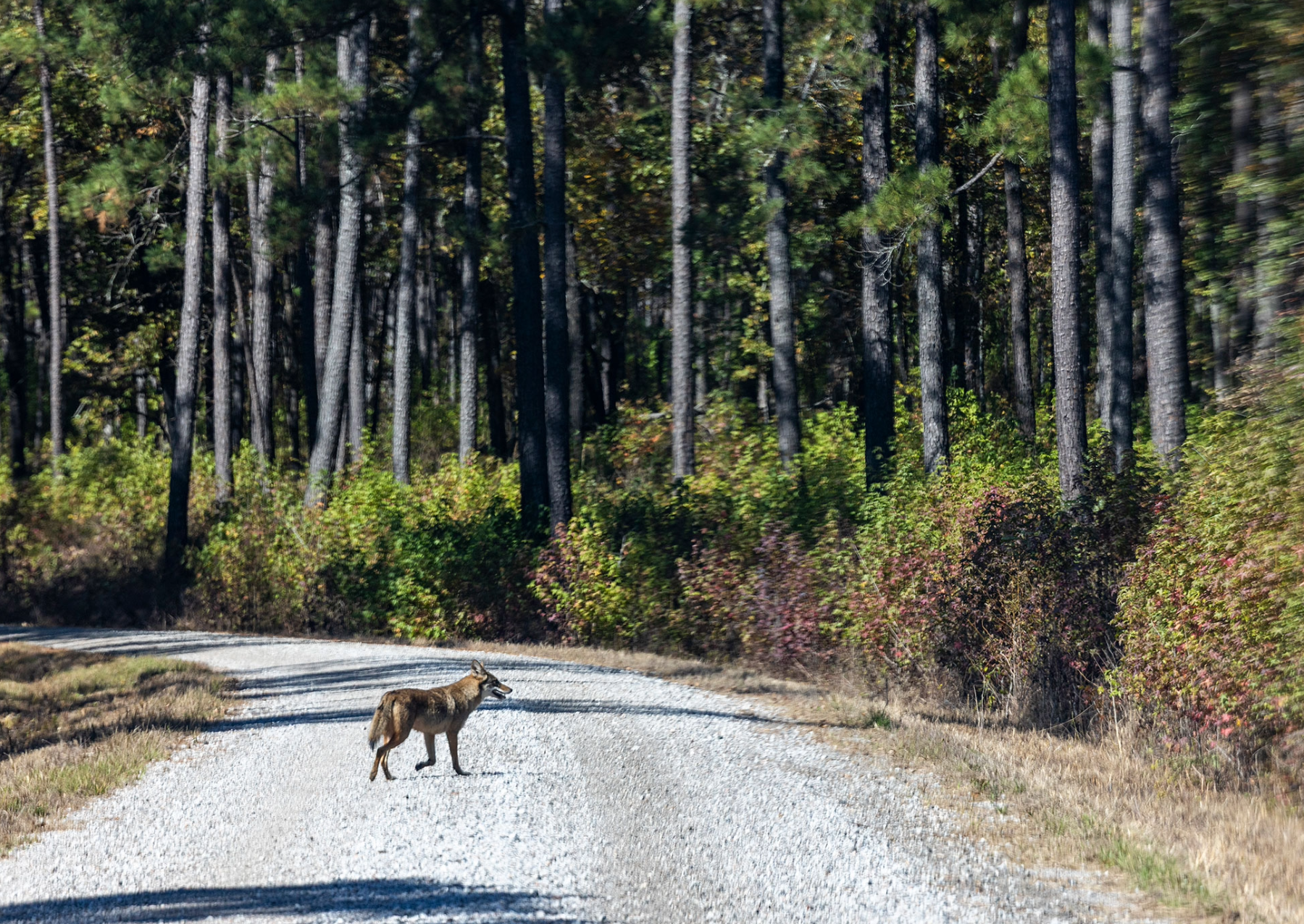 Coyote pupping season is here. You can help keep them safe.