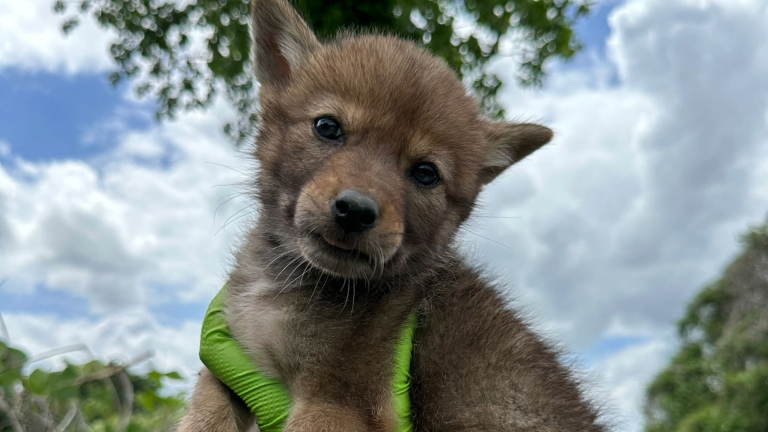 a coyote pup with brown fur tilts its head