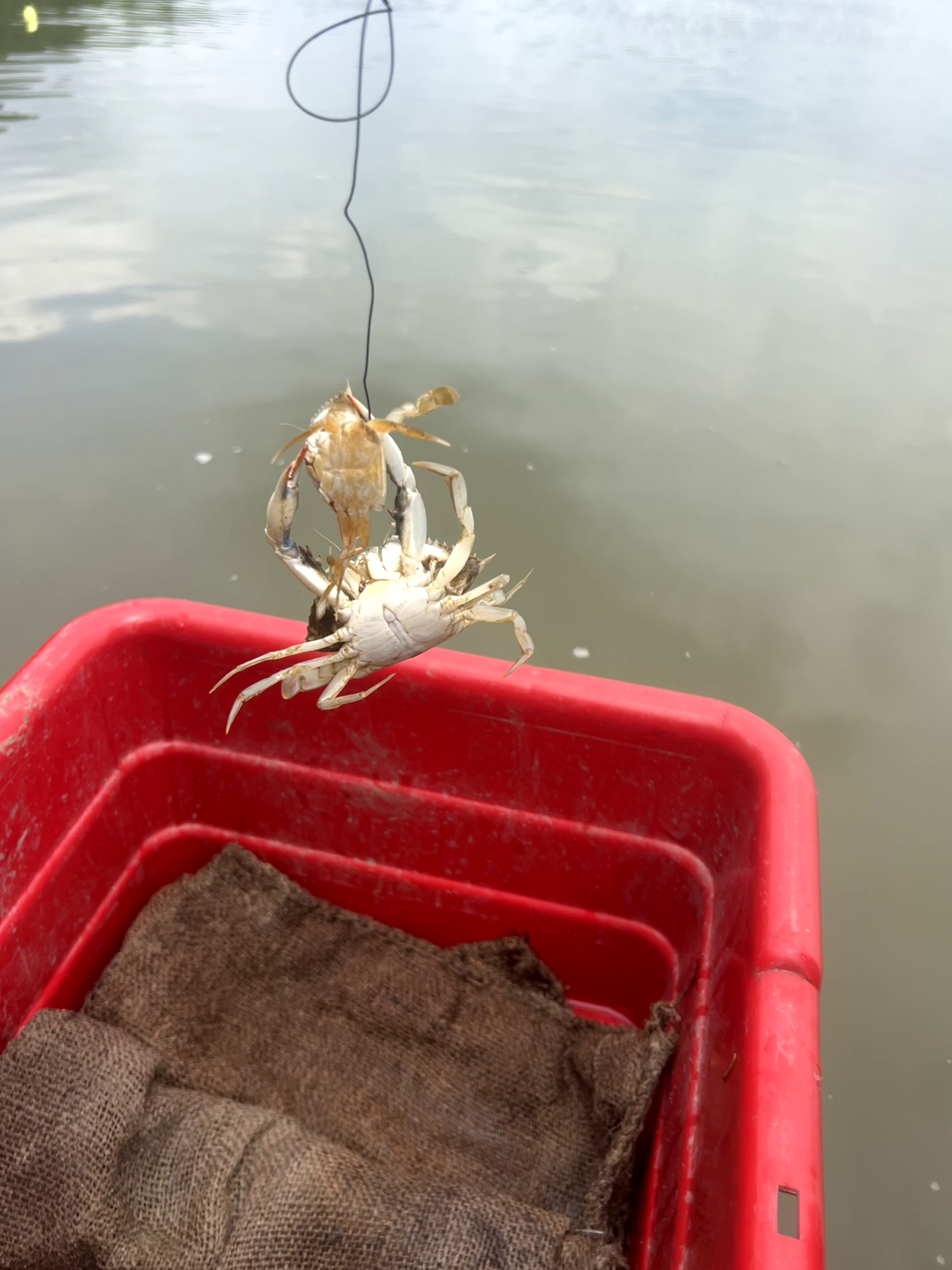 An adult male blue crab attempts to cannibalize a smaller blue crab.