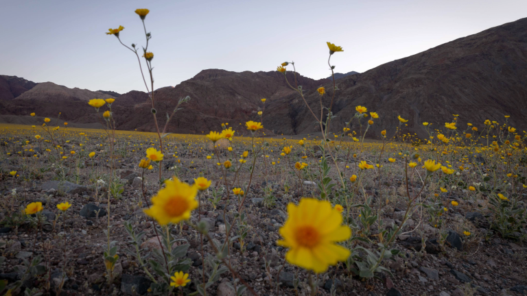yellow flowers blooming near hills
